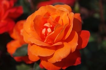横浜イングリッシュガーデンの花