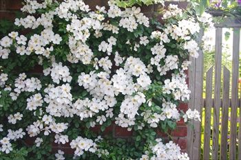 横浜イングリッシュガーデンの花