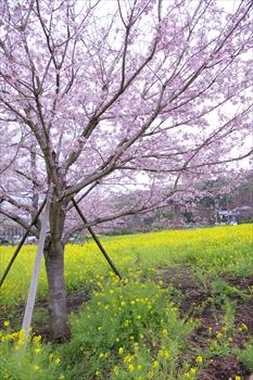 横浜川和町に咲く菜の花と桜