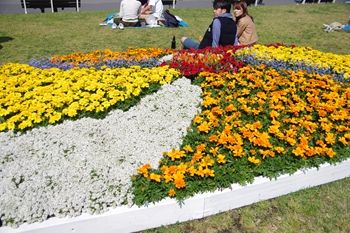 横浜山下公園で開催中の花壇展