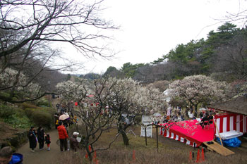 横浜大倉山の観梅会