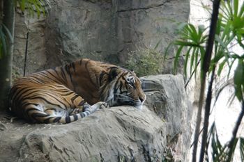 横浜市旭区にある動物園「ズーラシア」のトラ