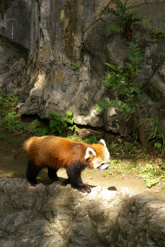 横浜日ノ出町「野毛山動物園」のレッサーパンダ