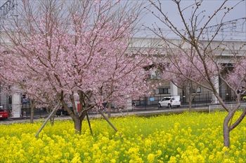 横浜川和町に咲く菜の花と桜
