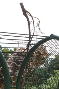 横浜日ノ出町「野毛山動物園」のキリン