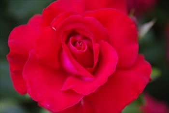 横浜イングリッシュガーデンの花