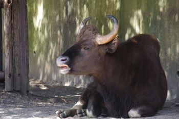 横浜金沢区にある「金沢動物園」の動物
