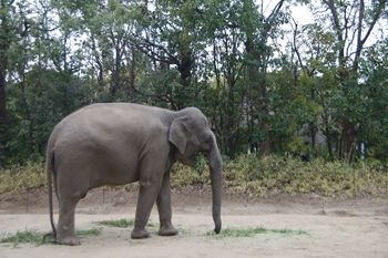横浜市旭区にある動物園「ズーラシア」のゾウ