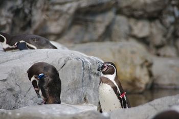 横浜市旭区にある動物園「ズーラシア」のペンギン
