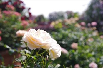 横浜イングリッシュガーデンの花
