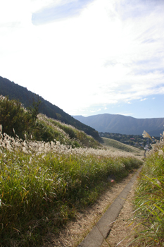 箱根仙石原ススキ草原