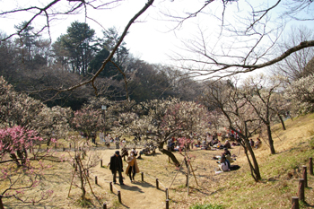大倉山公園の梅林