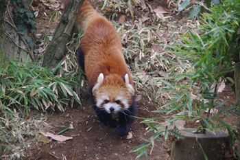 横浜市旭区にある動物園「ズーラシア」のレッサーパンダ