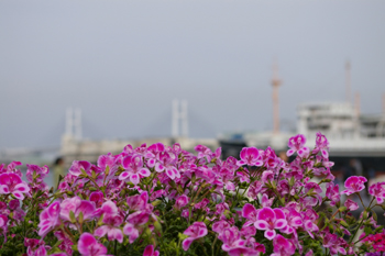 横浜山下公園に咲く花