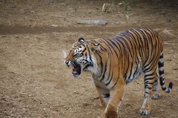 横浜市旭区にある動物園「ズーラシア」のトラ