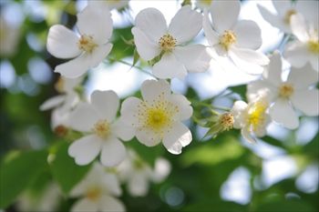 横浜イングリッシュガーデンの花