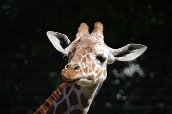 横浜金沢区にある「金沢動物園」の動物