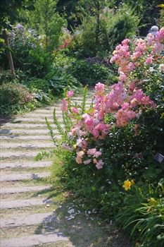 横浜イングリッシュガーデンの花
