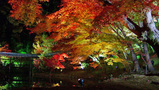 高台寺 紅葉