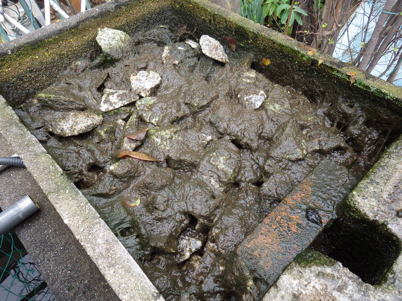 御影石を使った鯉の池 沈殿式ろ過器 のお掃除です 60歳からの青春