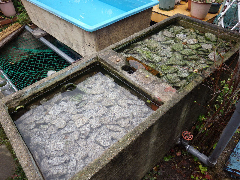 御影石を使った鯉の池 沈殿式ろ過器 のお掃除です 60歳からの青春