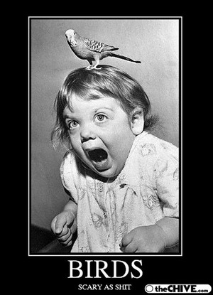 funny-hilarious-bird-pics-pictures12