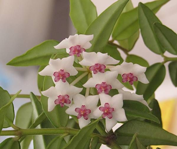 珍しい花 サクララン 日々微笑みを 珍しい花 サクララン 日々微笑みを