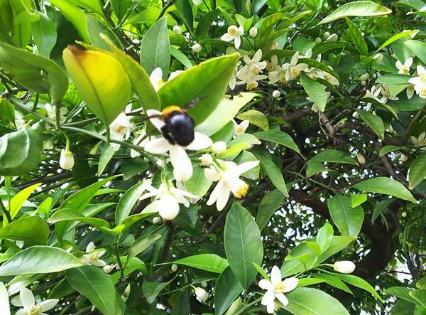 夏みかんの花がさ きました 日々微笑みを