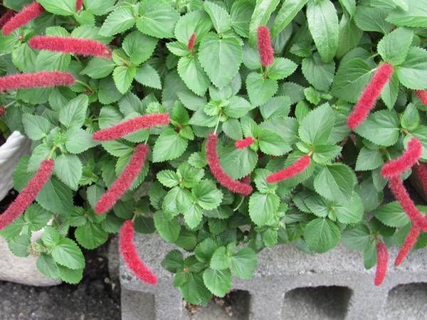 珍しい花 サクララン 日々微笑みを