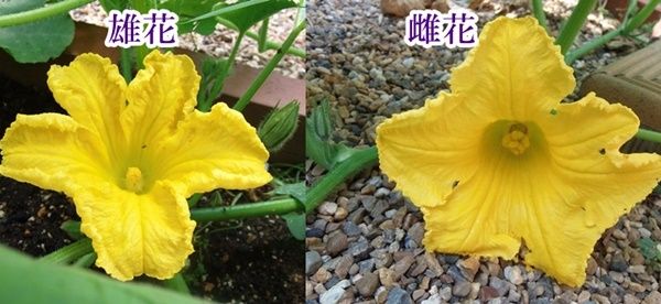 カボチャの人工授粉 日々微笑みを カボチャの人工授粉 日々微笑みを