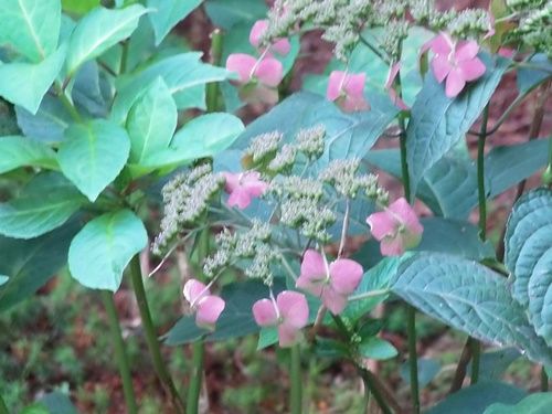 ガクアジサイと甘茶の花 日々微笑みを