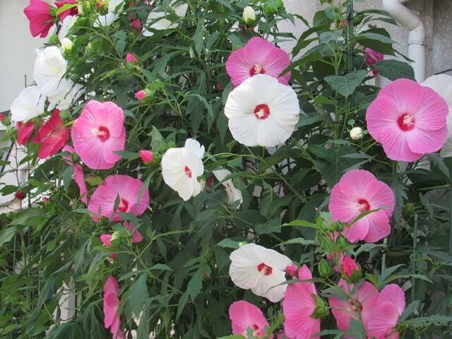 タイタンビカスの鉢植え頂きました 日々微笑みを タイタンビカスの鉢植え頂きました 日々微笑みを