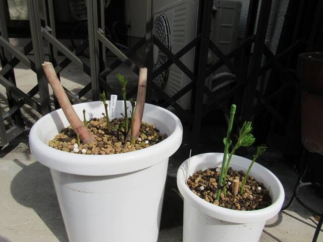 タイタンビカスの鉢植え頂きました 日々微笑みを タイタンビカスの鉢植え頂きました 日々微笑みを