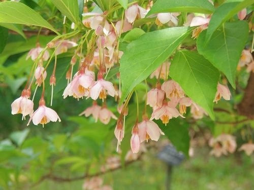 アカバナエゴノキ ピンクチャイム 日々微笑みを