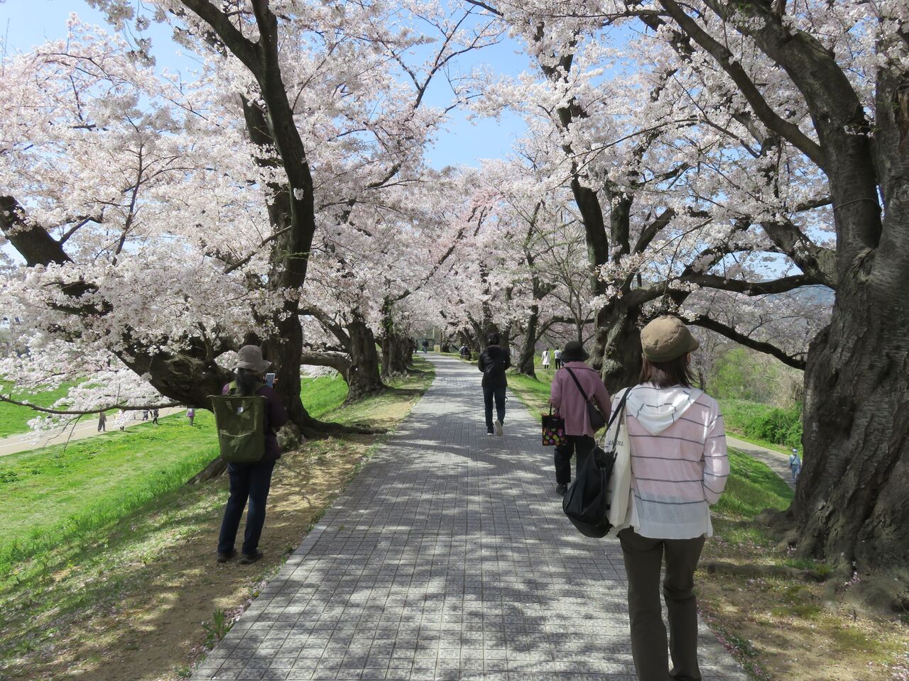 京都府八幡市 背割堤の桜21 人生ゆるゆる途中下車 京都府八幡市 背割堤の桜21 人生ゆるゆる途中下車