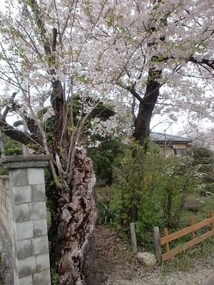 128 桜の古木