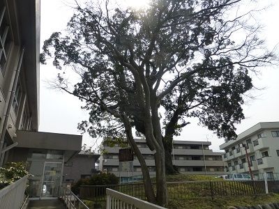 058 横山事務所の大木