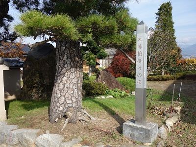 058 本陣跡・槍掛けの松