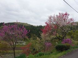 042 八重桜