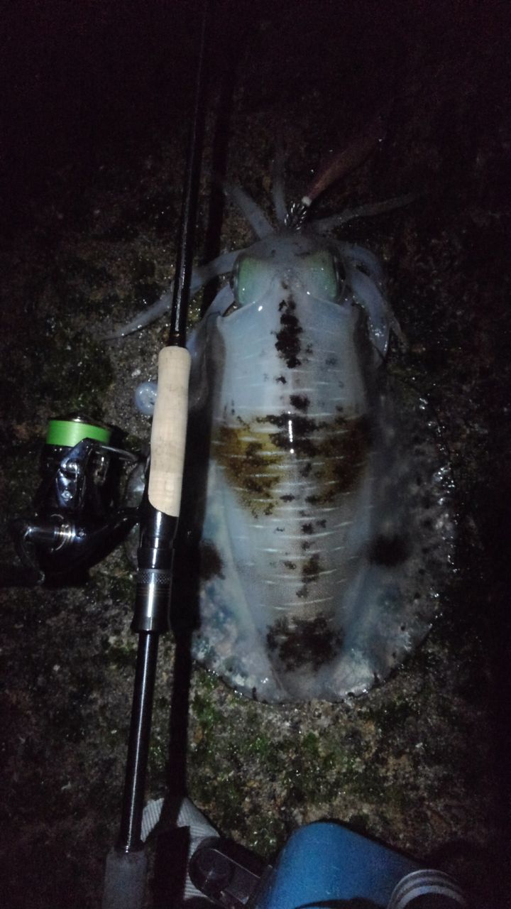 春イカシーズン 始まりました 浮雲 牛深釣り日記