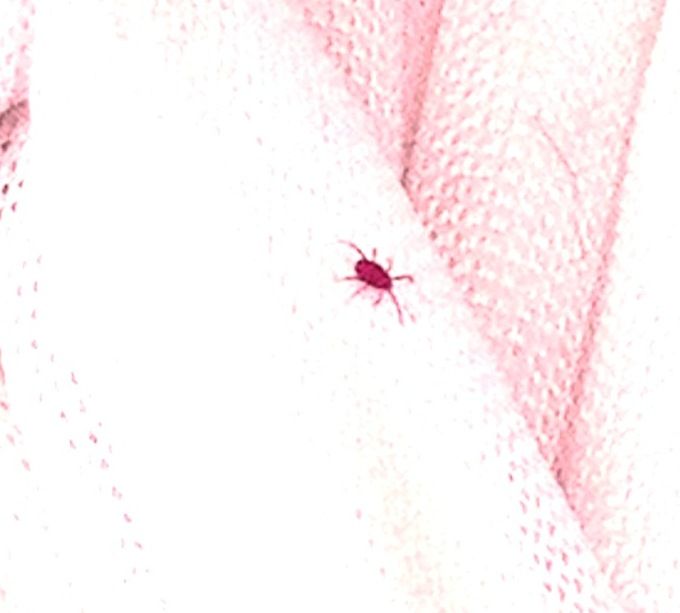 この時期にかると活発に動き回る謎の小さな赤い虫 クモ ポケピンおやじのつぶやき日記 この時期にかると活発に動き回る謎の小さな赤い虫 クモ ポケピンおやじのつぶやき日記
