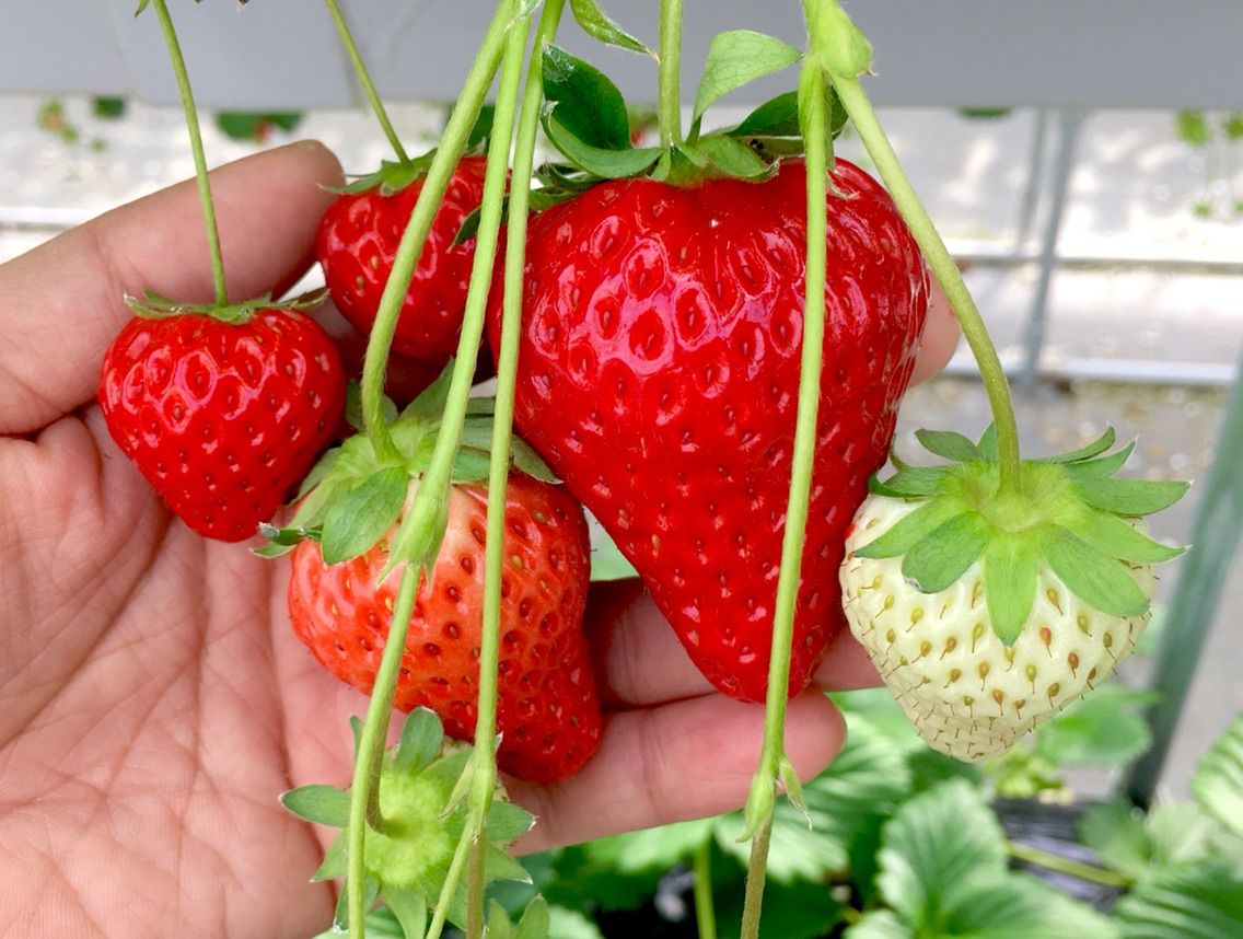 満腹イチゴ狩り おーちゃんのblog