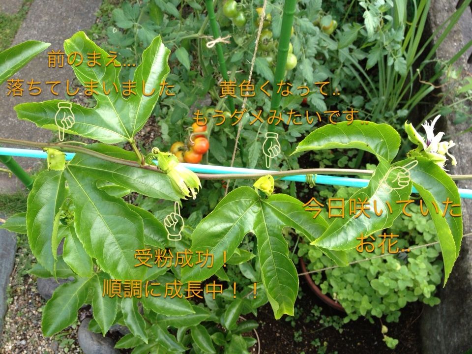 パッションフルーツのその後 4 おーちゃんのblog