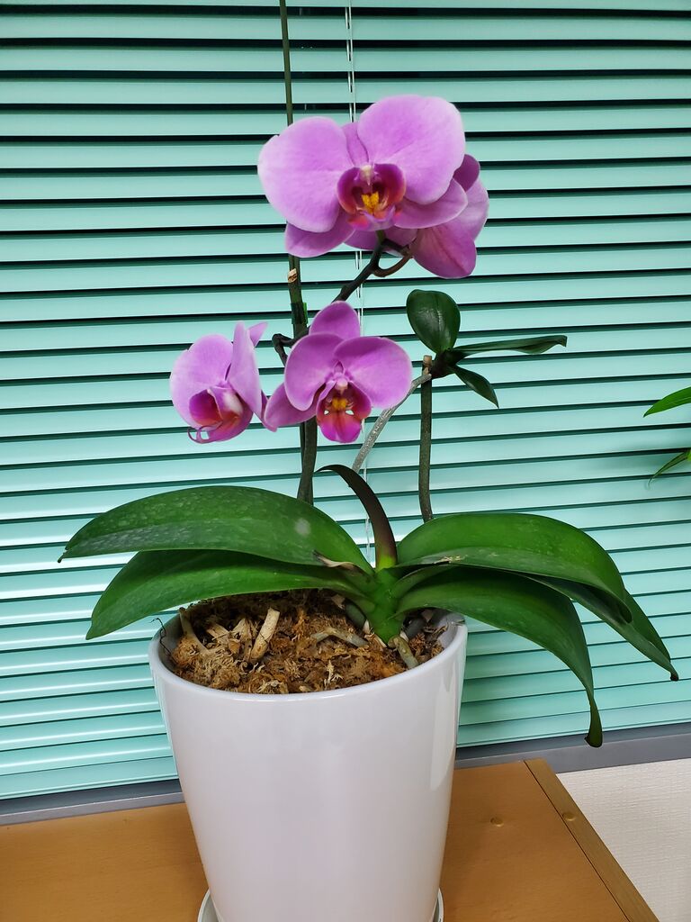 胡蝶蘭が咲きました 京都 宇治発 税理士のビジネスダイアリー 胡蝶蘭が咲きました 京都 宇治発 税理士のビジネスダイアリー