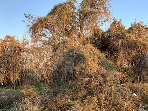 IMG_8089