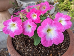 PXL_20230511_091256403