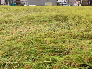 IMG_6401