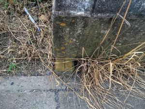 IMG_3867