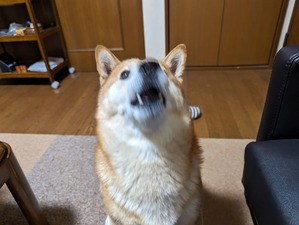 PXL_20231127_083945096.MP