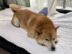 IMG_0661